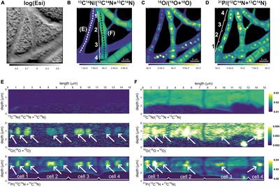 Polyphosphate Dynamics in Cable Bacteria